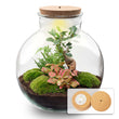 Bolder Bob Bonsai - Planten Terrarium met licht - DIY kit - Ecosysteem plant - Ø 31 cm ↑ 30 cm