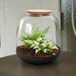 Emma Mini - Fittonia + Varen - Planten Terrarium met kurk - DIY kit - Ecosysteem plant - Ø 19 cm ↑ 20 cm