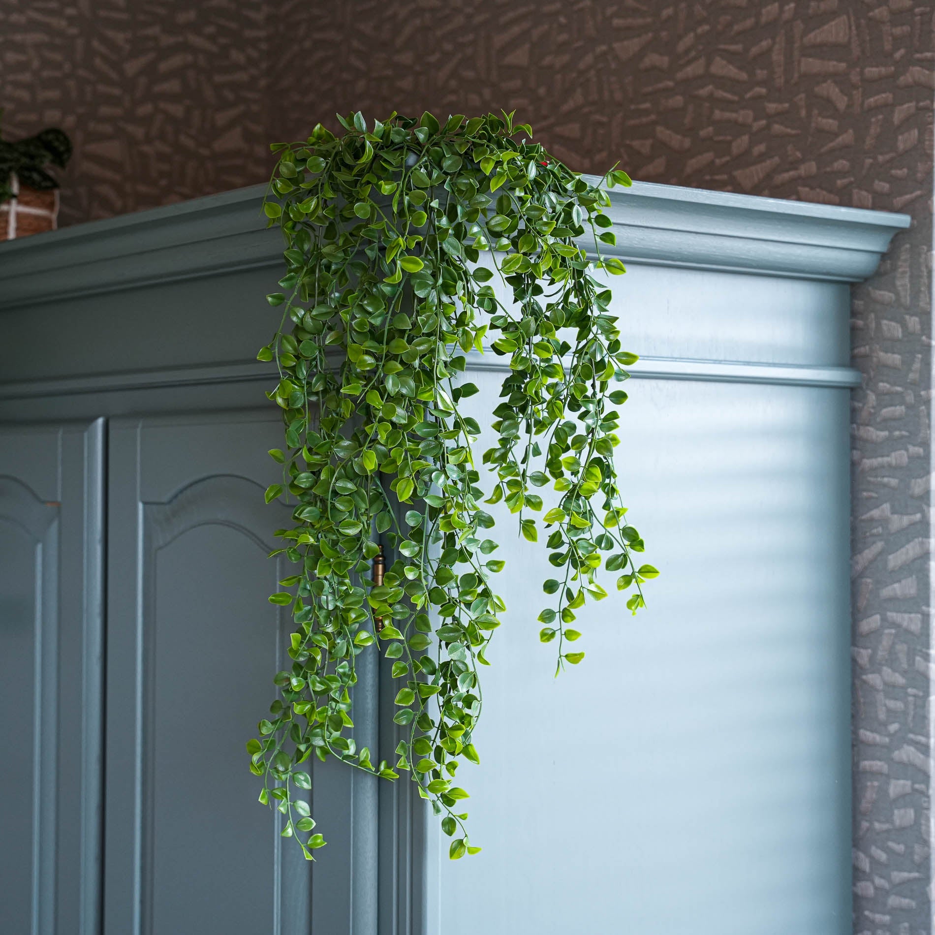 The best plants for dark rooms in autumn and winter