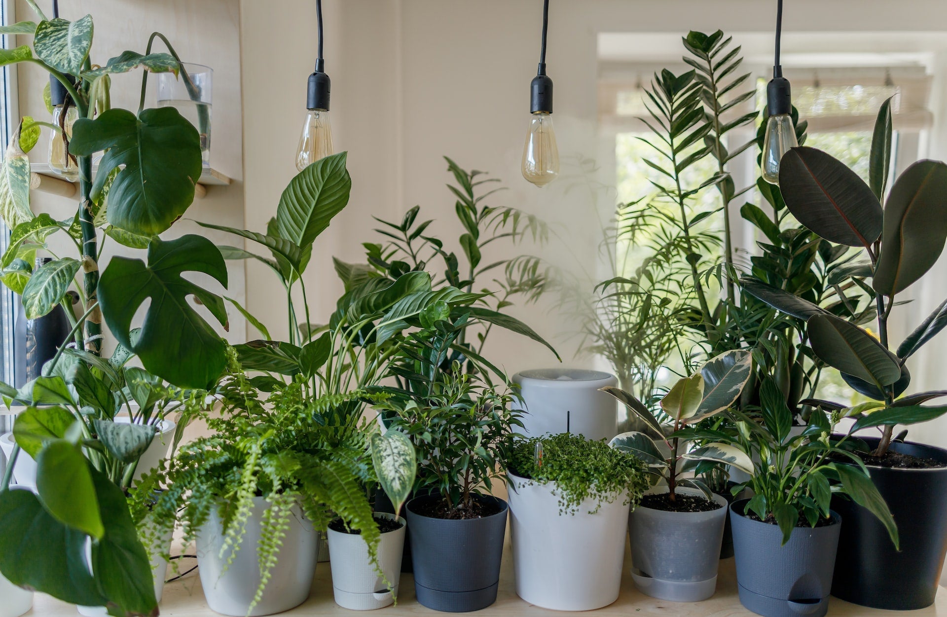 Houseplant tips