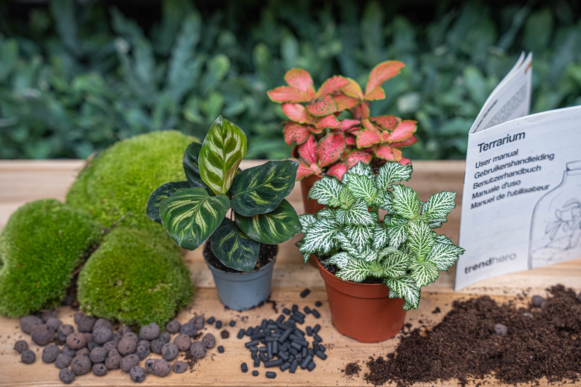 Refresh your terrarium: Refill, DIY & LED for your bottle garden