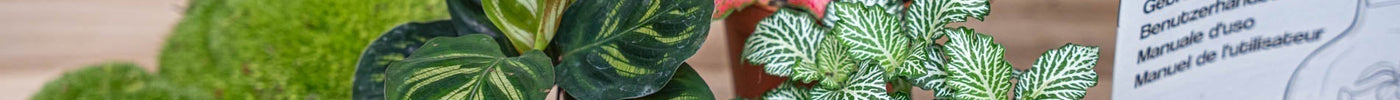 Refresh your terrarium: Refill, DIY & LED for your bottle garden