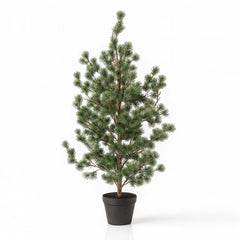 Christmas Trees and Plants