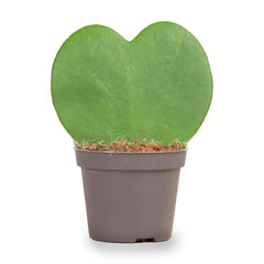 Green Gifts