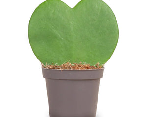 Green Gifts