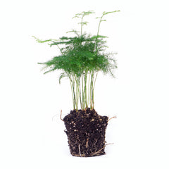 Asparagus