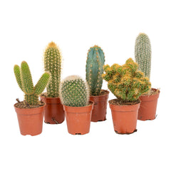 Cactus - Cacti