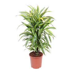 Middle - 50 - 100 cm