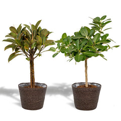 Office plants