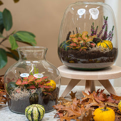 Autumn Collection