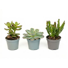 Succulents