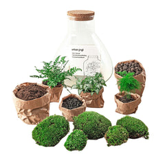 Terrarium DIY kits