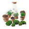 Terrarium DIY kits