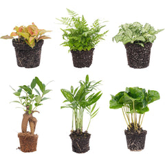 Terrarium plants