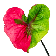 Valentine's Day Gifts