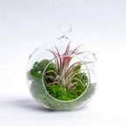 1 pc (Glass + airplant)