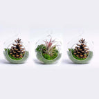3 pc (Glass + airplant + 2x pine)
