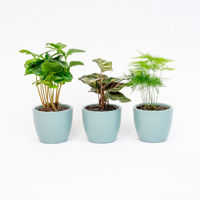 Plant set of 3 with mini pot - Blue/white - Plant mix - Ø 6 cm