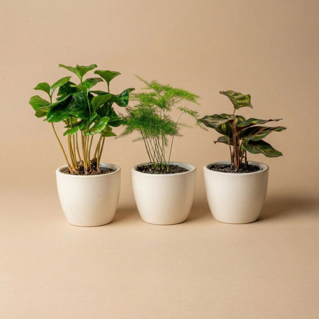 Plant set of 3 with mini pot - Blue/white - Plant mix - Ø 6 cm