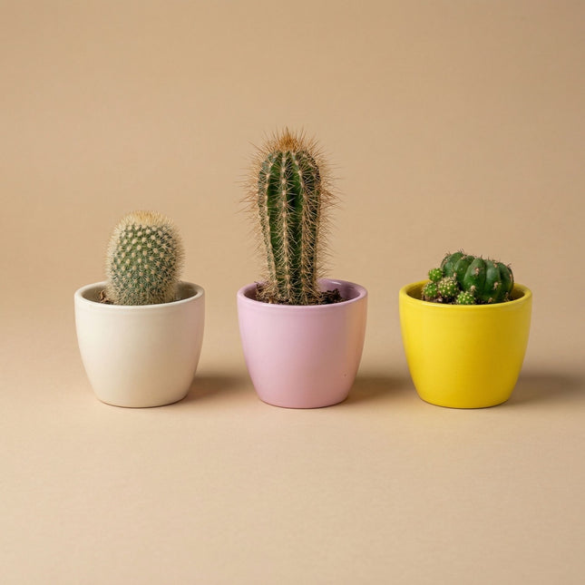 Plant set of 3 with mini pot - Pastel Spring - Cactus mix - Ø 6 cm