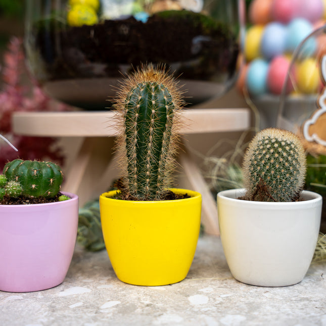 Plant set of 3 with mini pot - Pastel Spring - Cactus mix - Ø 6 cm