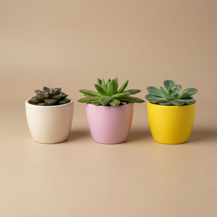 Plant set of 3 with mini pot - Pastel Spring - Cactus mix - Ø 6 cm
