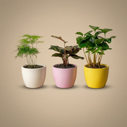 Plant set of 3 with mini pot - Pastel Spring - Cactus mix - Ø 6 cm