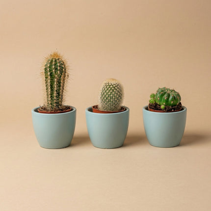 Three potted cacti in light blue pots on a beige background for decoration in home.