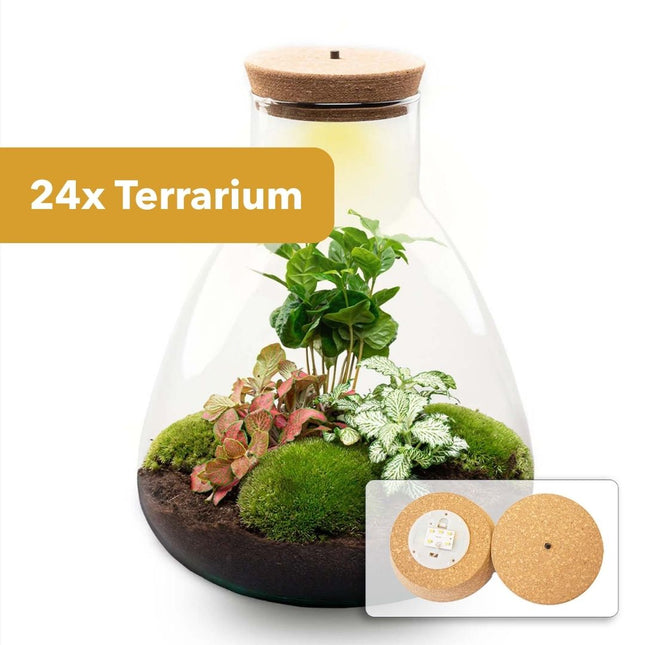 24x Terrarium - Sam Coffea with Light - Sustainable Business Gift - ↑ 30 cm - DIY