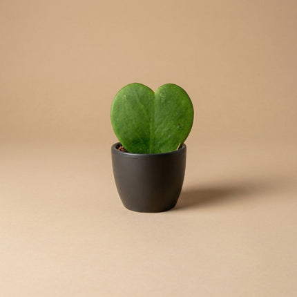 Anthrazit Matt - Mini Pflanzentopf - Kugeltopf Anthrazit - Ø 6 cm ↑ 6 cm
