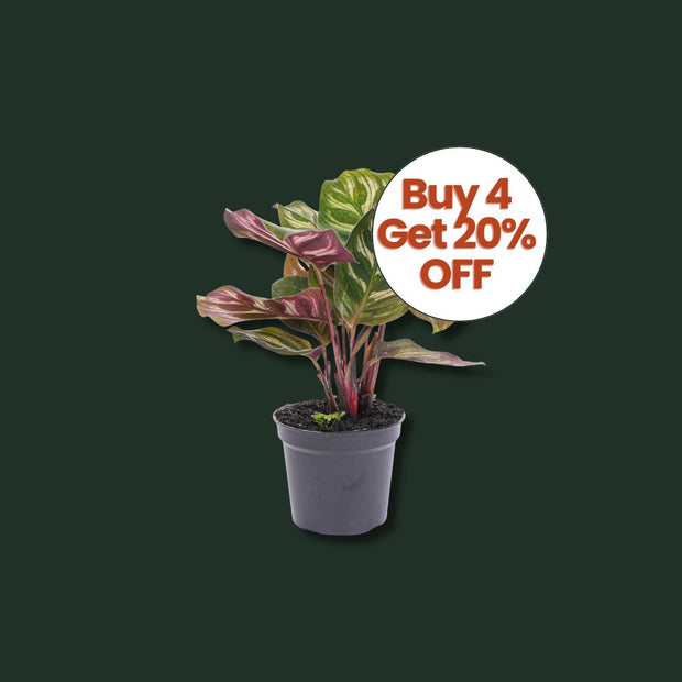 Terrarium plants