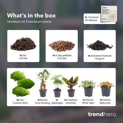 5 Terrarium plants - Plant Terrarium Refill & Starter kit - 5 terrarium plants - DIY