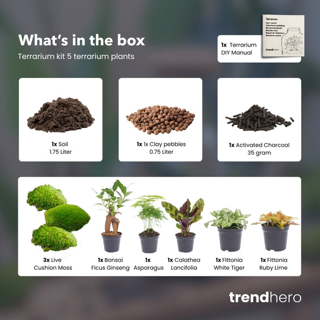 5 Terrarium plants - Plant Terrarium Refill & Starter kit - 5 terrarium plants - DIY