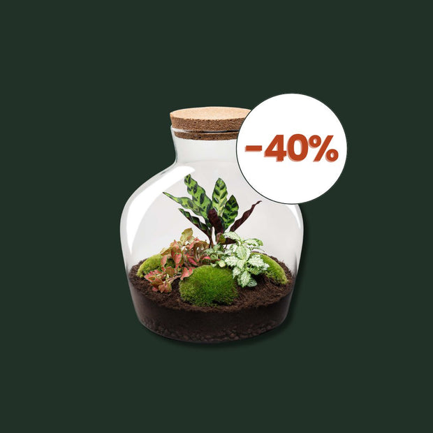 DIY terrariums