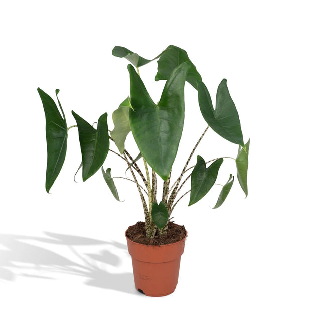 Alocasia Zebrina zimmerpflanze