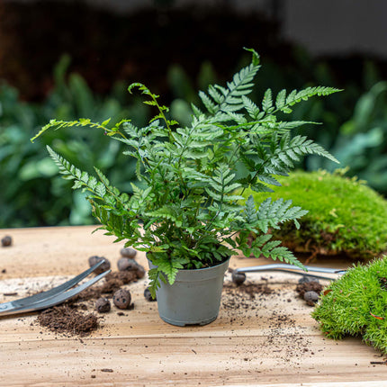 Athyrium spicatum - Zimmer/Terrarium pflanze