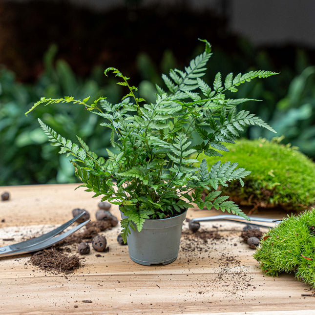 Fern - Athyrium spicatum - Terrarium plant