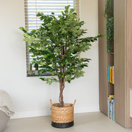 Ficus Deluxe Set - 2 Stück - Kunstpflanzen - Bundle-Set

