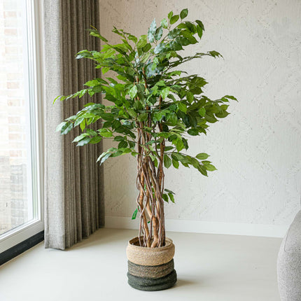 Ficus Deluxe Set - 2 Stück - Kunstpflanzen - Bundle-Set
