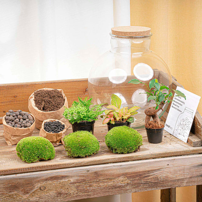 Bolder Bob Bonsai - Planten Terrarium - DIY kit - Ecosysteem plant - Ø 31 cm ↑ 30 cm