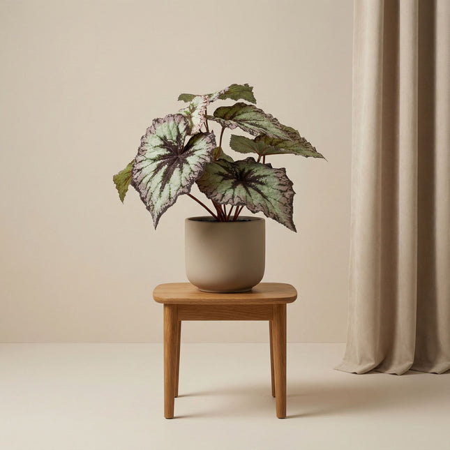 Bégonia artificiel 26 cm - En pot - Feuilles gris-violet - UV - Intérieur & extérieur