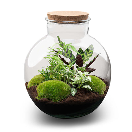 Bolder Bob - Terrarium - Kit DIY jardin en bouteille - Ø 31 cm ↑ 30 cm