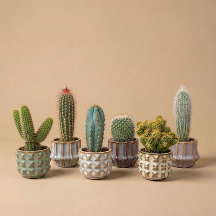 Cactus Set van 6 in Keramische Mini Potjes San Juan -  ↑ 8–12 cm
