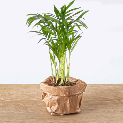 Bergpalme - Chamaedorea elegans 'baby' - Terrarienpflanze