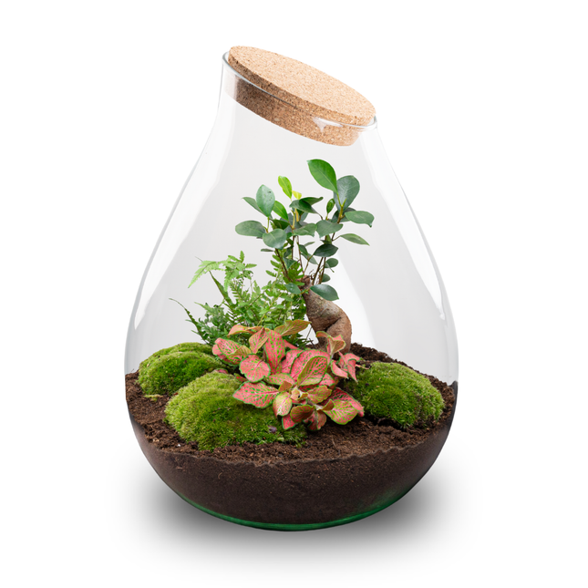 Drop XXL Bonsai - Terrarium with cork - Bottle garden DIY kit - Ø 34 cm ↑ 43 cm
