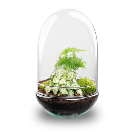 Egg XL - Terrarium - Two-part glass dome - Bottle garden DIY kit - Ø 17.5 cm ↑ 30 cm