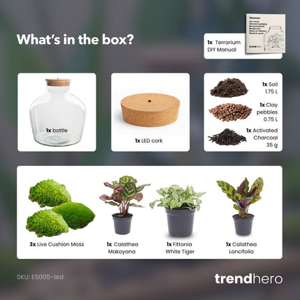 Fat Joe - Terrarium lumineux - Kit DIY - ↑ 30 cm Ø 29 cm