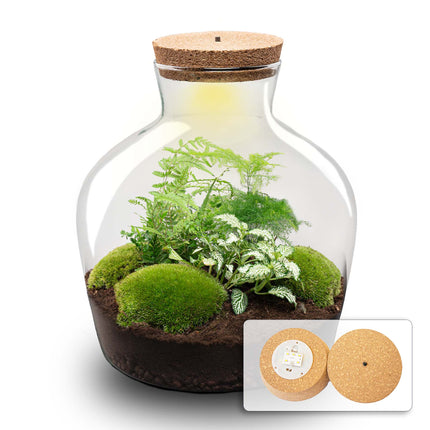 Fat Joe Green - Terrarium avec éclairage - Kit DIY jardin en bouteille - ↑ 30 cm Ø 29 cm