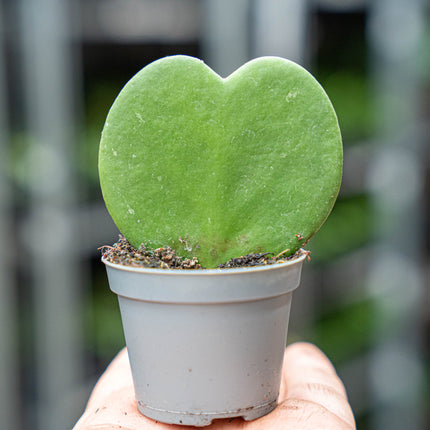 Hoya Kerrii - Hartjesplant - ↑ 10 cm - ⌀ 6 cm