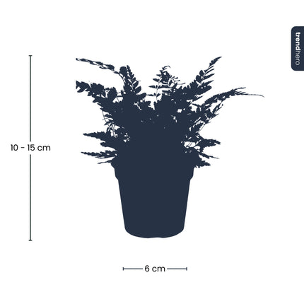 Athyrium spicatum - Zimmer/Terrarium pflanze